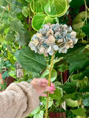 18 Inch Grey And Blue Hydrangea Stem